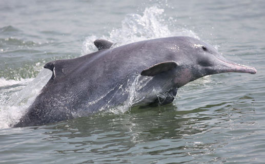 Indian Ocean Humpback Dolphin